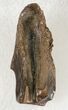 Triceratops Shed Tooth - Montana #20387-2